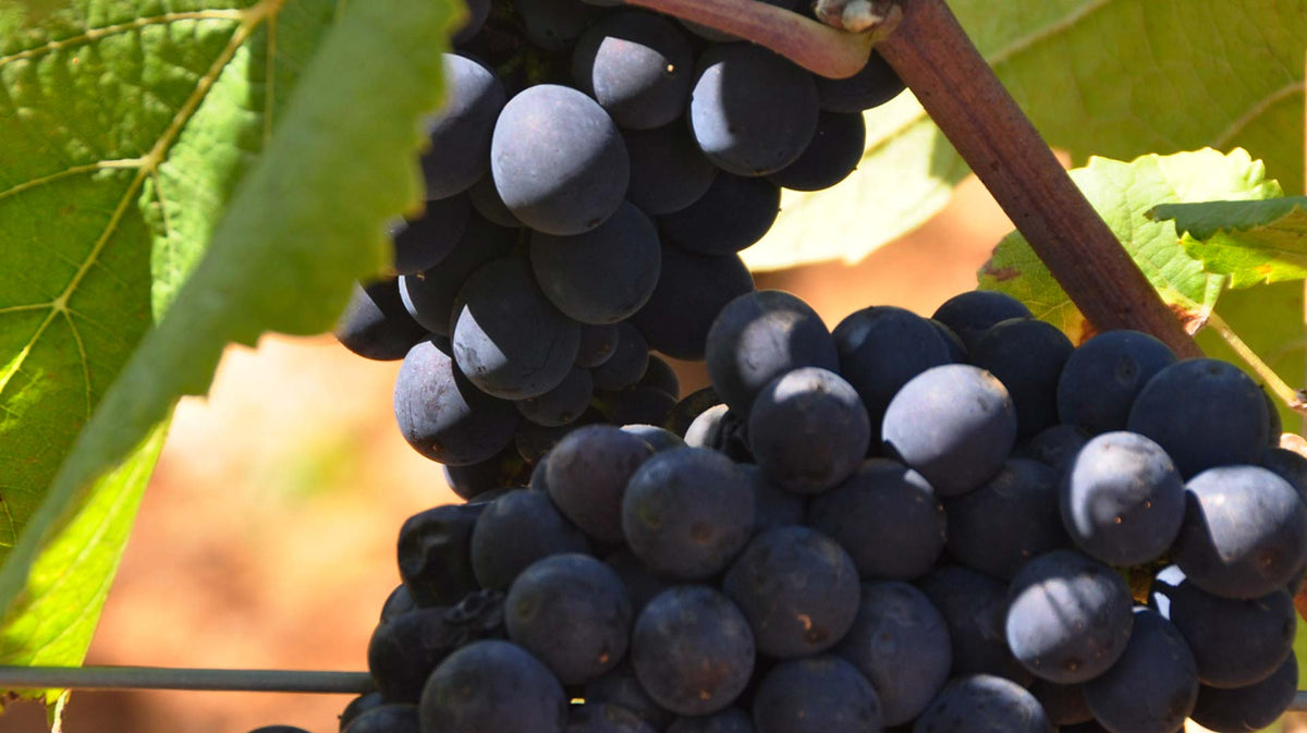 Blancs de Noirs