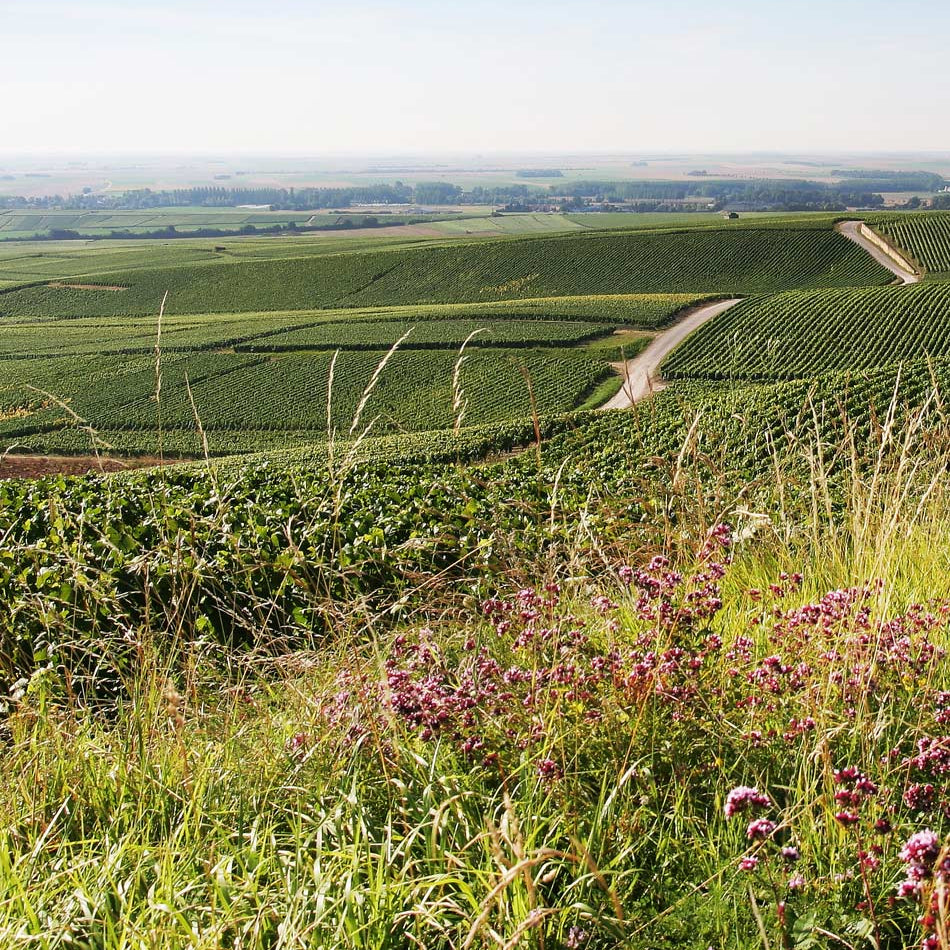 Champagne André Robert Vignoble