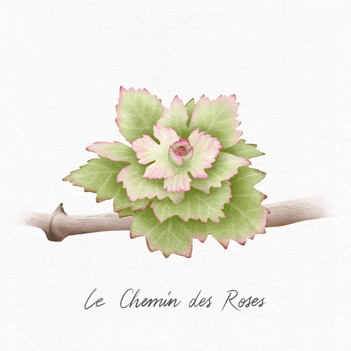 Champagne Clément Leclere - Le Chemin des Roses (Coteaux Blanc)