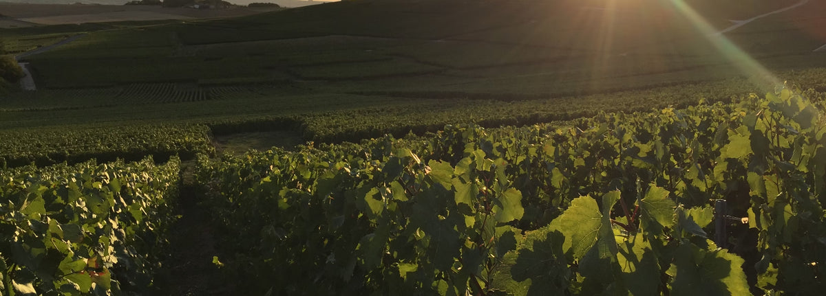 Champagne Coustheur-Bonnard Vignes