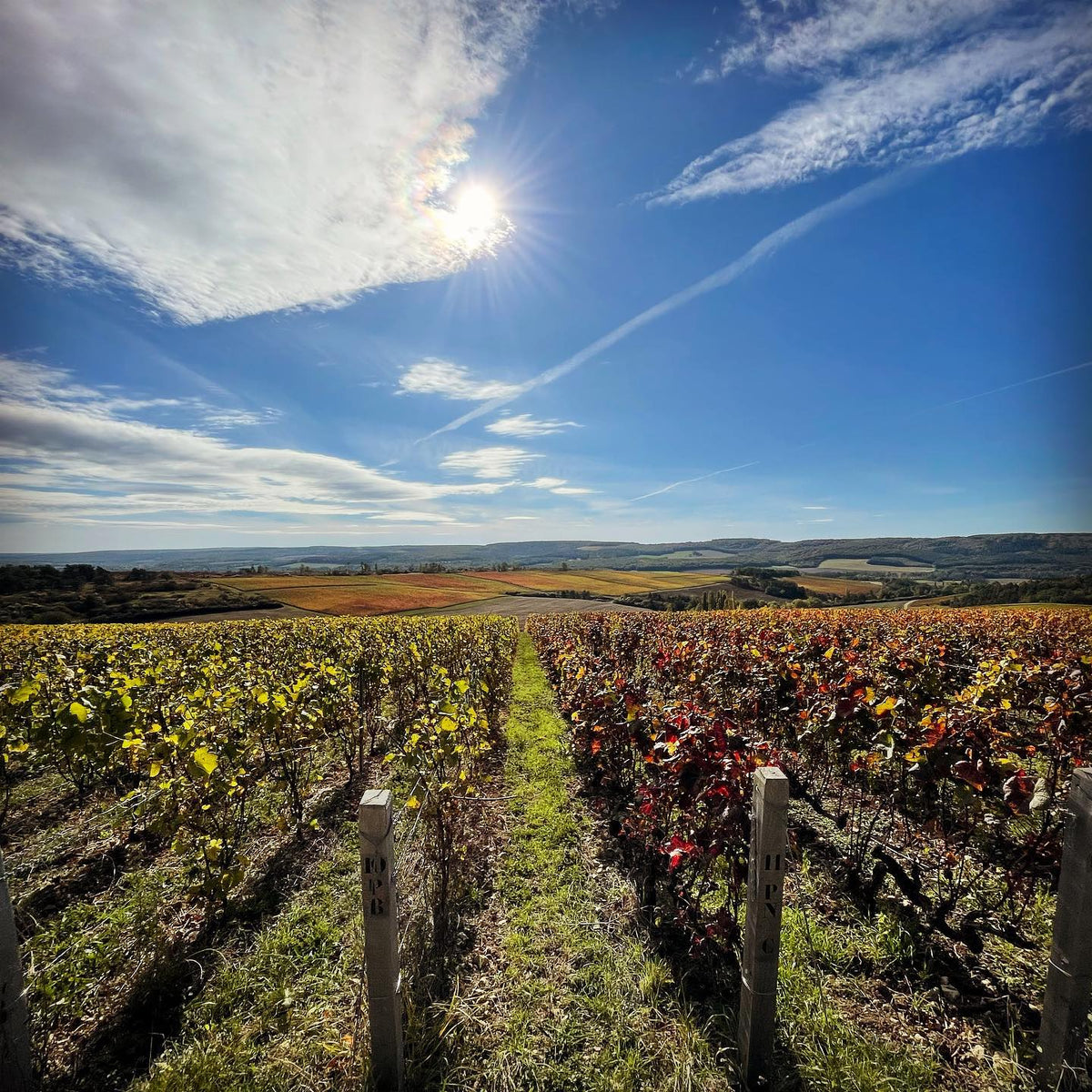Champagne Domaine Léon Parcelle La Grande Côte