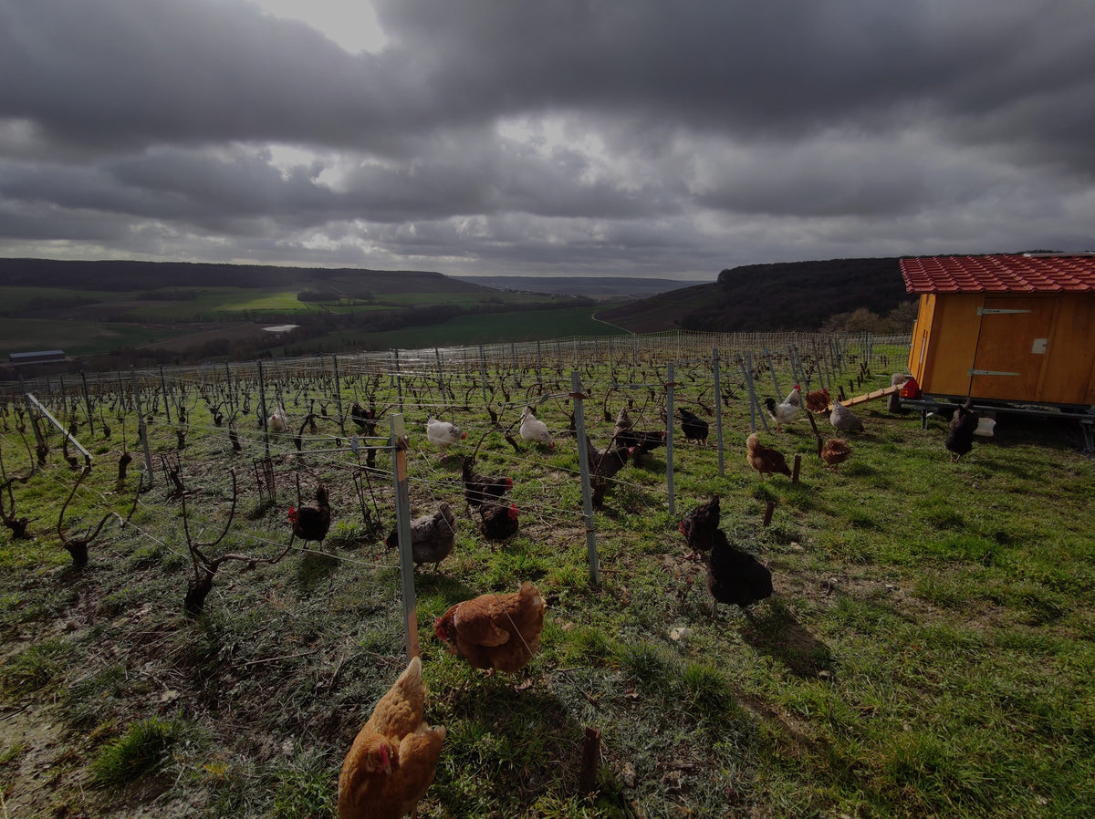 Champagne Famille Moussé à Cuisles dans la Vallée de la Marne
