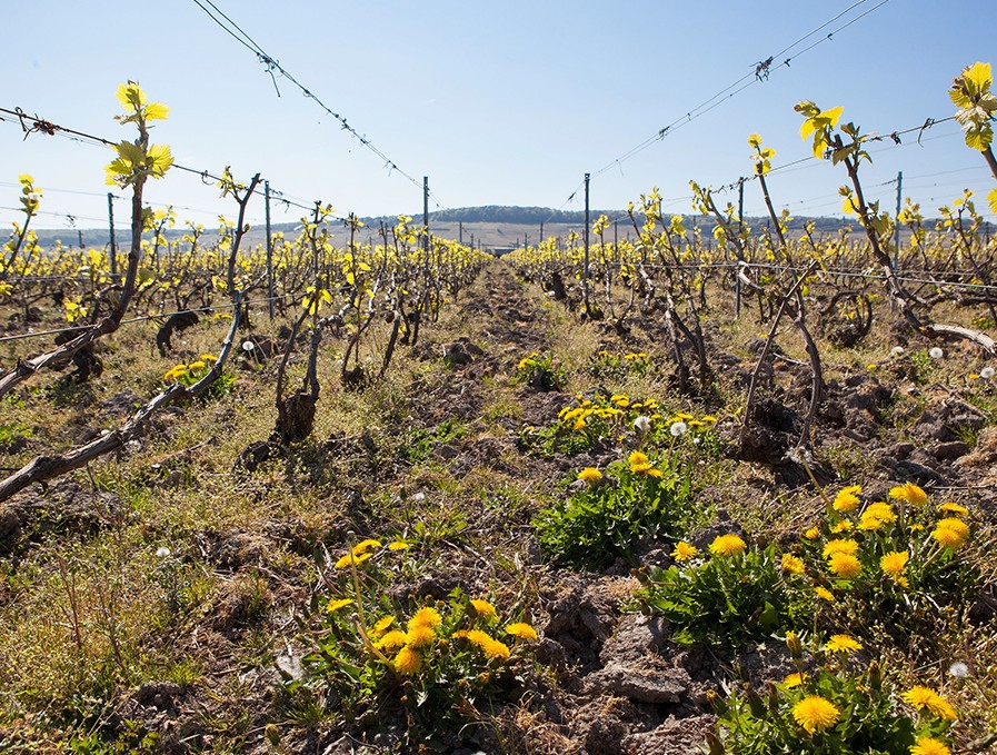 Champagne Franck Bonville à Avize