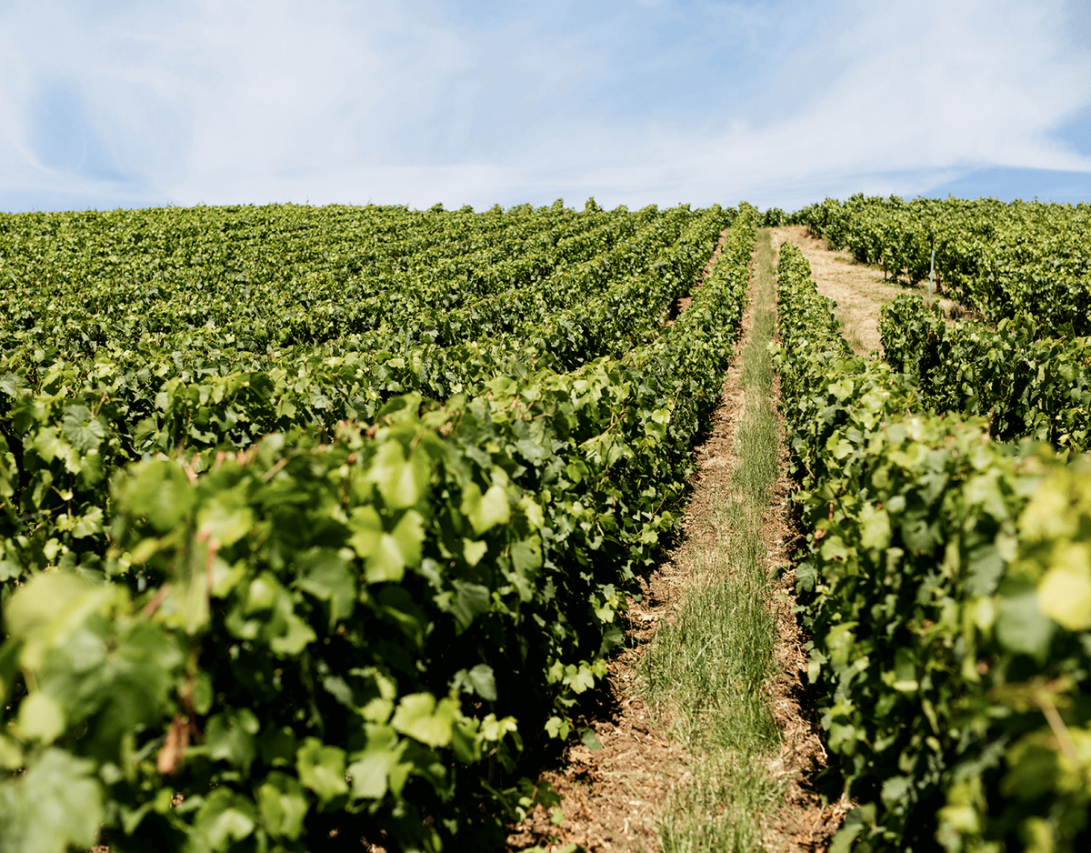 Champagne Oudiette et Filles à Beaunay