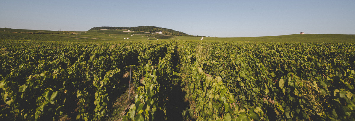 Champagne Pertois-Lebrun à Cramant