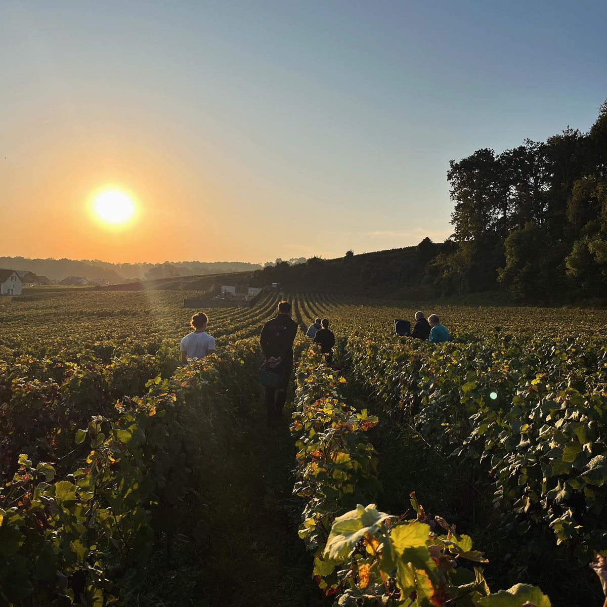 Champagne Ponsart à Janvry