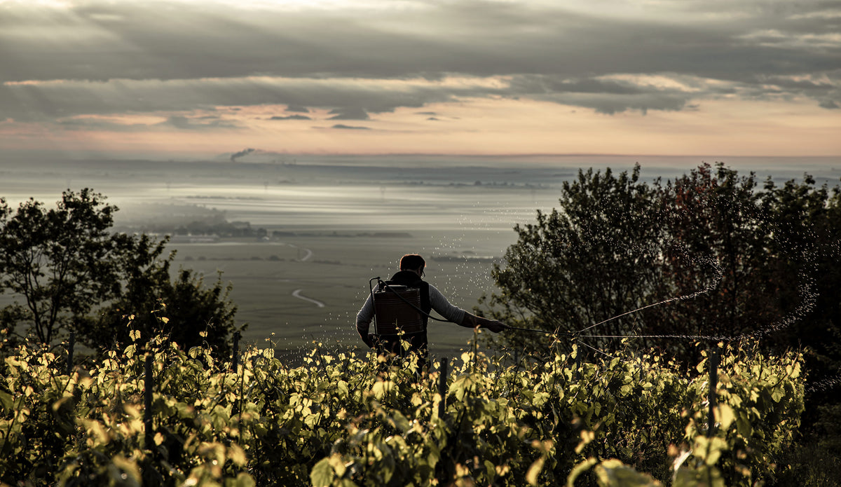 Champagne Stephane Regnault Biodynamie