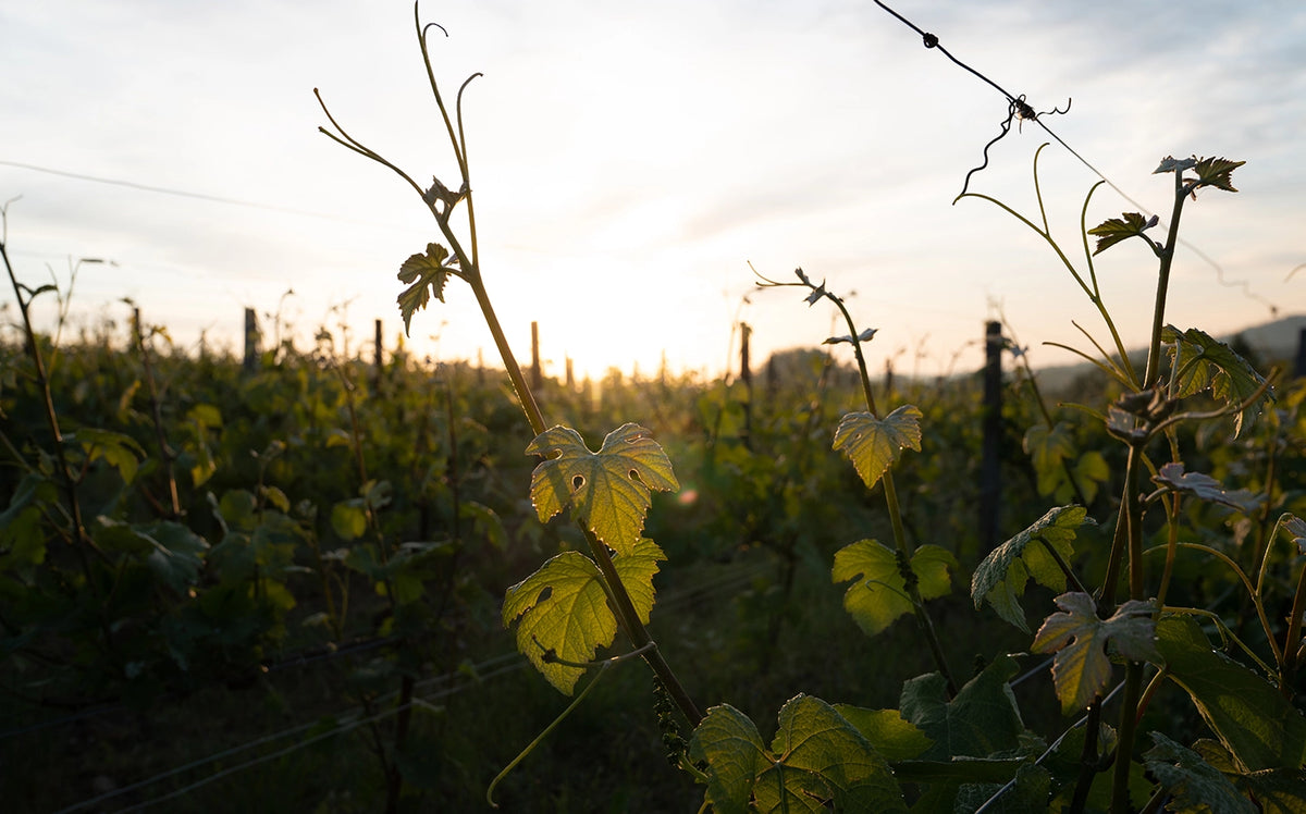 Champagne Ullens Domaine de Marzilly Vignes
