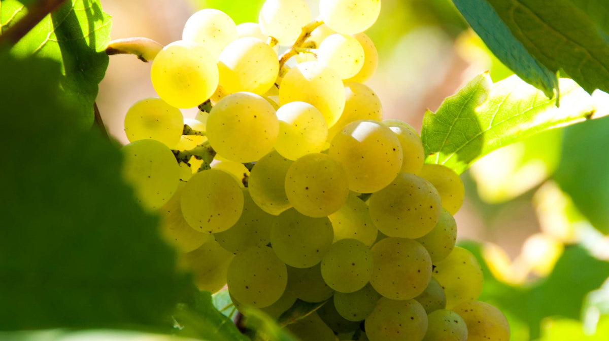 Blancs de Blancs