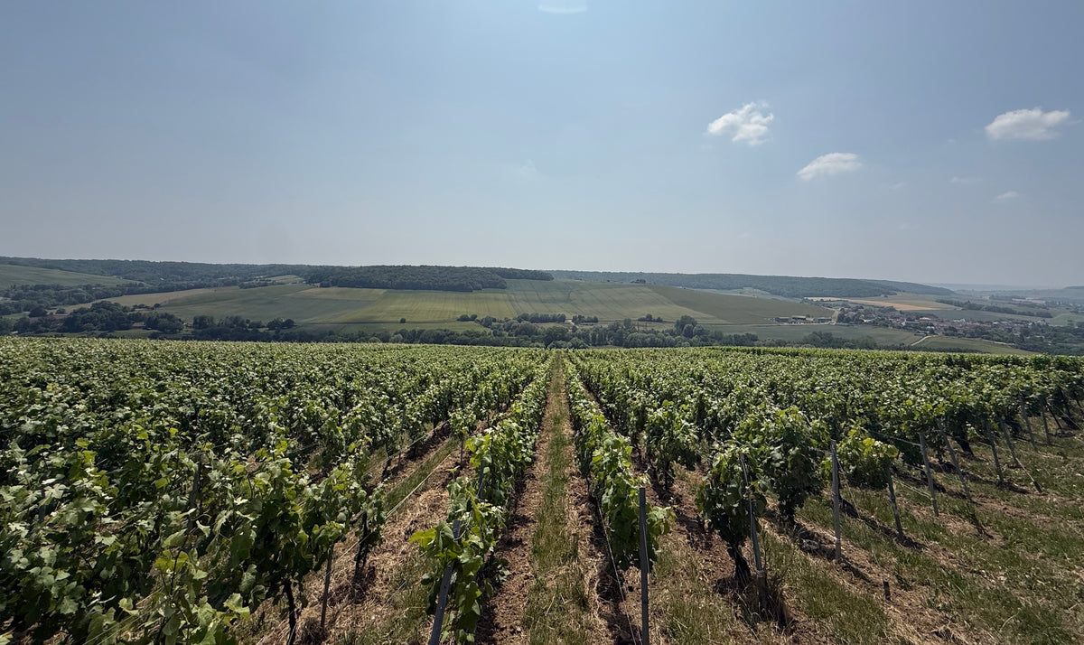 Parcelle du Champagne A. Limar à La Neuville-aux-Larris