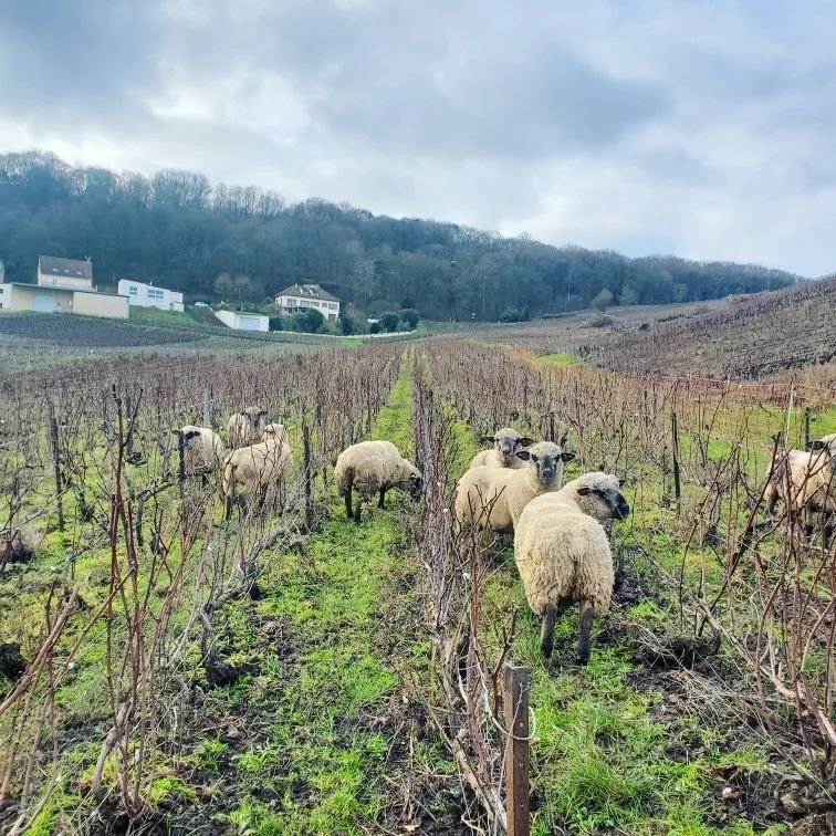 Champagne Rousseaux Batteux à Verzenay