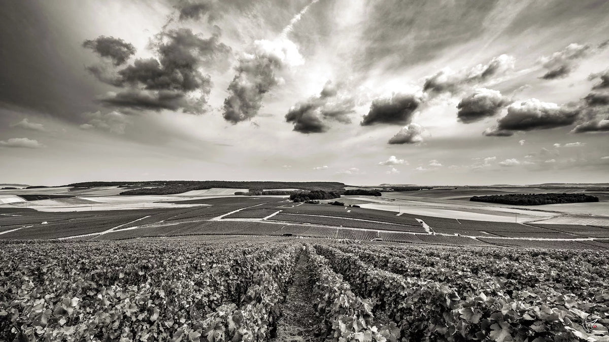 Champagne Clément & Fils Vignoble