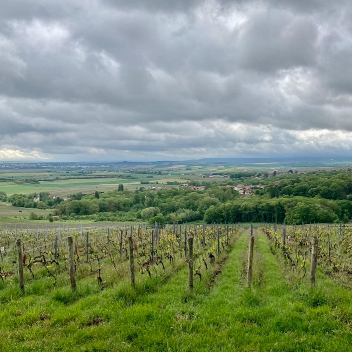Champagne Clément Leclere à Coulommes-la-Montagne