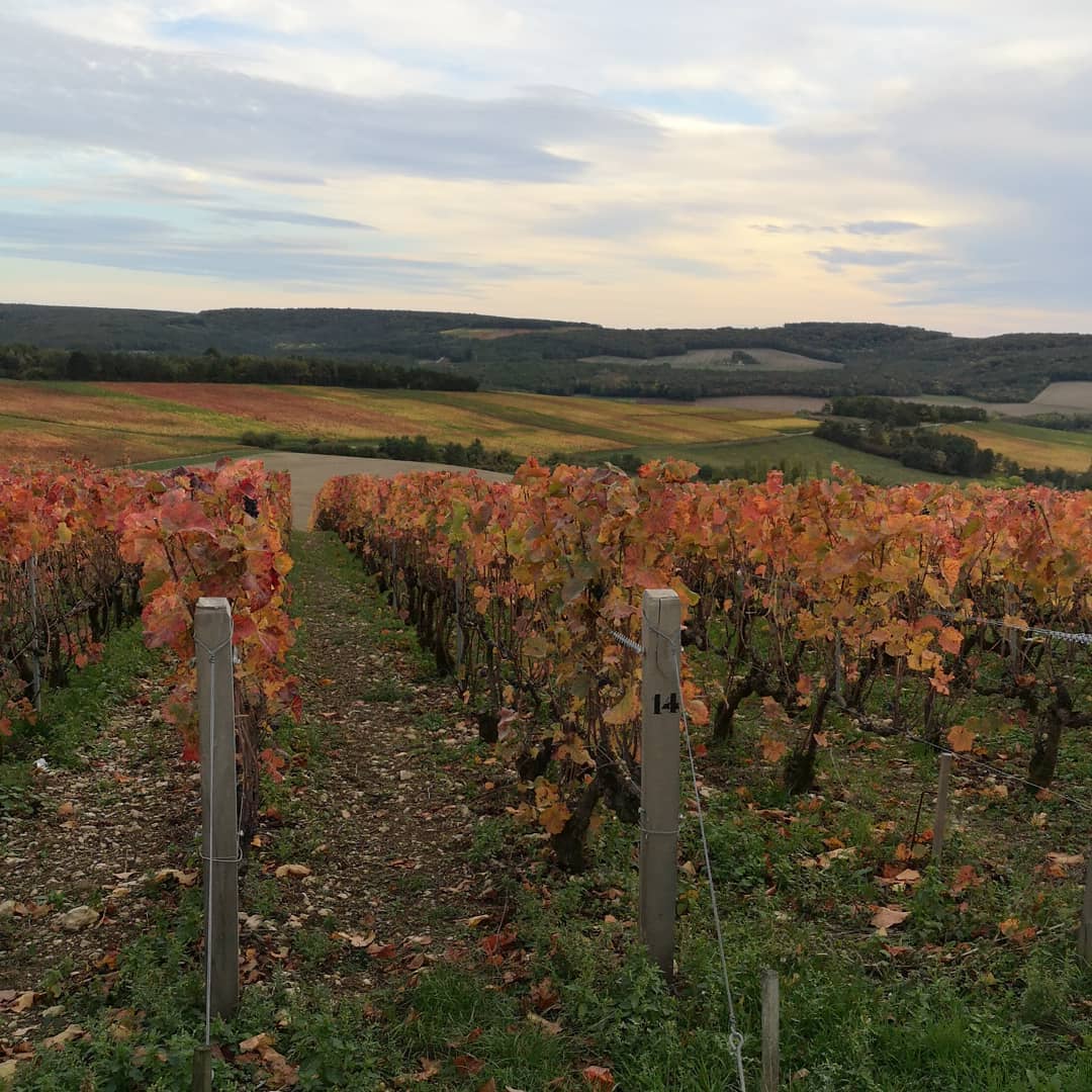 Champagne Domaine Léon Parcelle La Chevêtrée