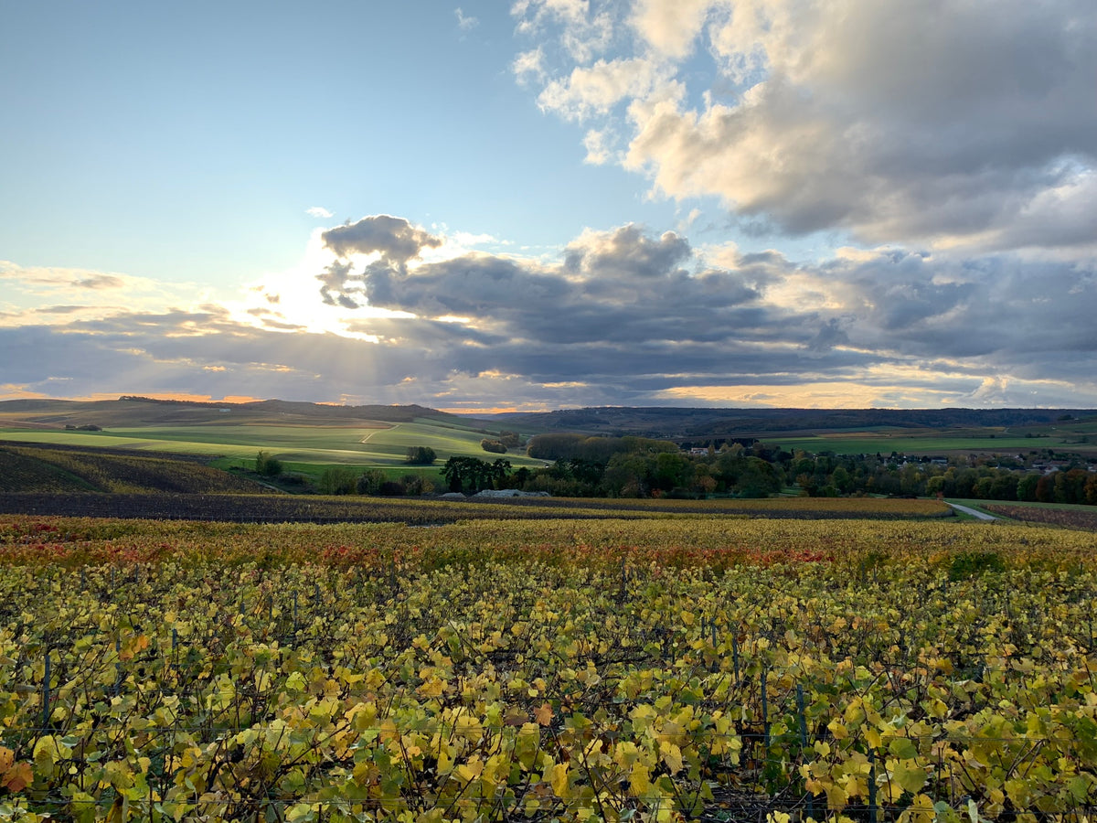 Champagne Domaine Méa Vignes