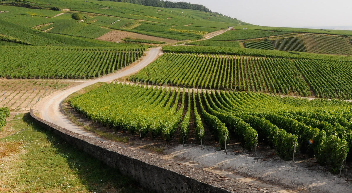 Champagne Doyard Vignes