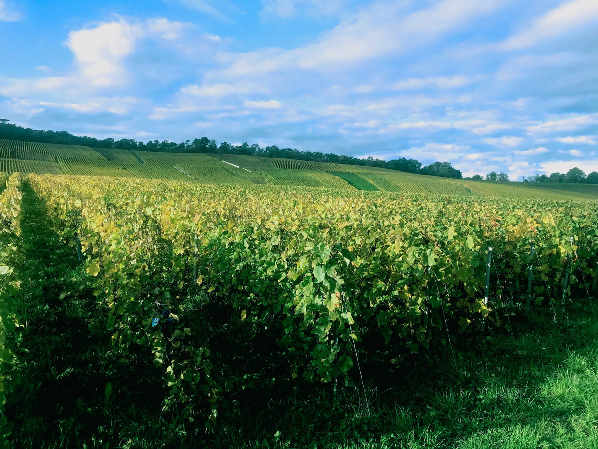 Champagne Jean Servagnat à Coulommes-la-Montagne