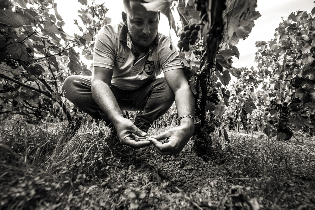 Champagne Maurice Choppin à Damery