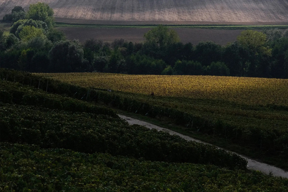 Champagne Patis Pluriel Vignes