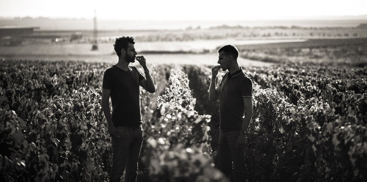Champagne Pertois-Lebrun - Clément et Antoine