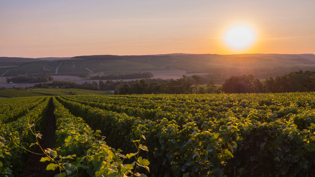 Champagne Pierre Brocard à Celles-sur-Ource