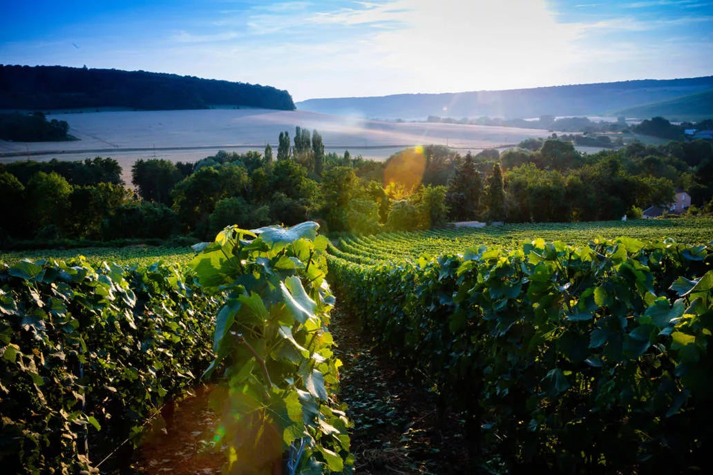 Champagne R. Faivre Vignes