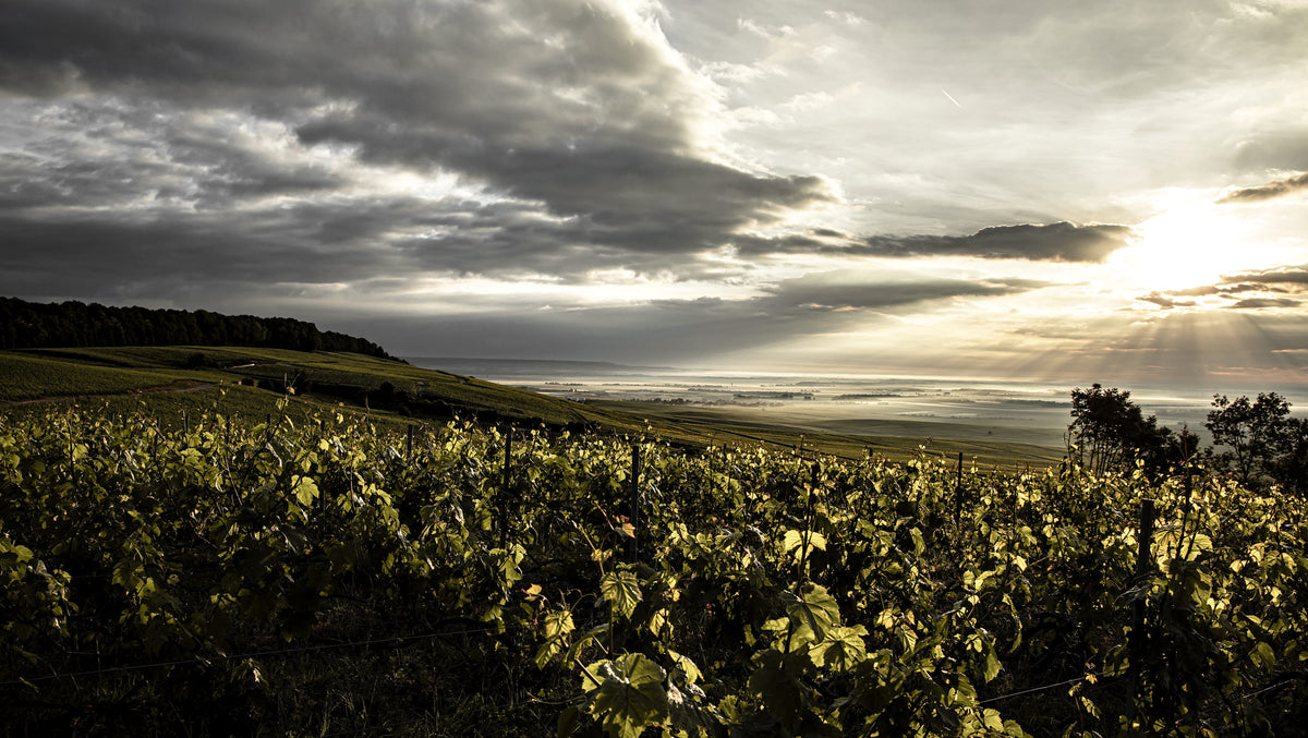 Champagne Stephane Regnault Vigne Biodynamie