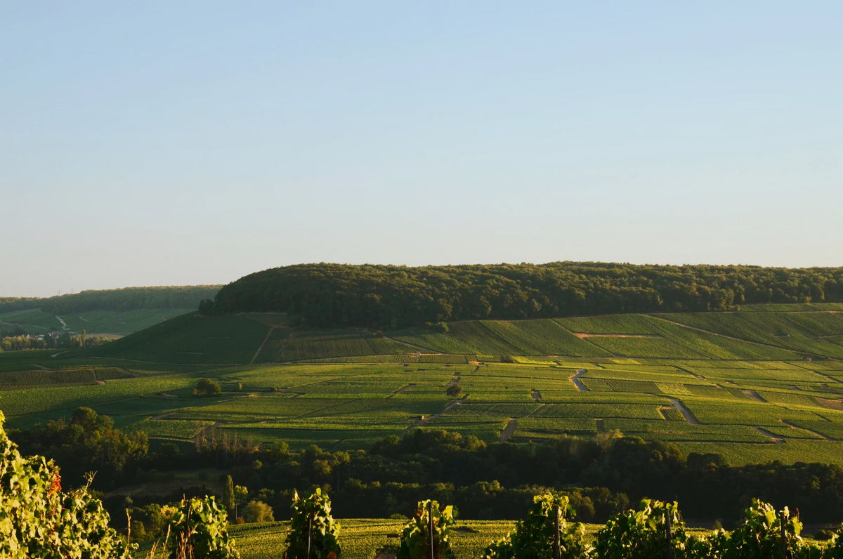 Champagne Thierry Fournier