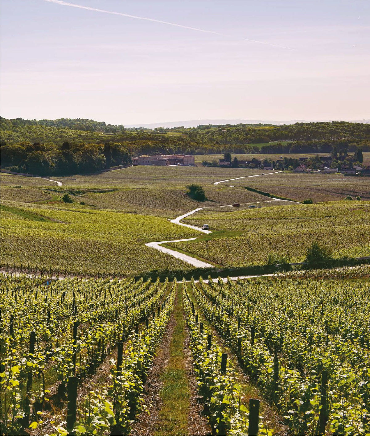 Champagne Vincent Cuillier Vignes